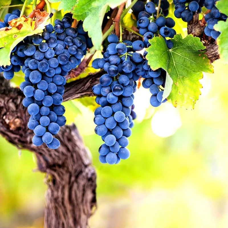 Purple Concord Grape Fruit Seeds