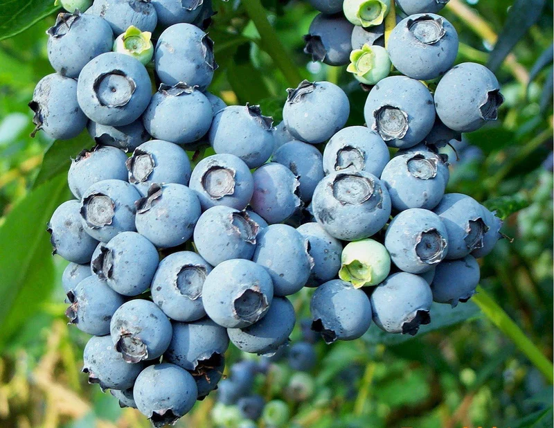Northern Highbush Blueberry Fruit Seeds