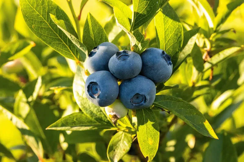 Northern Highbush Blueberry Fruit Seeds