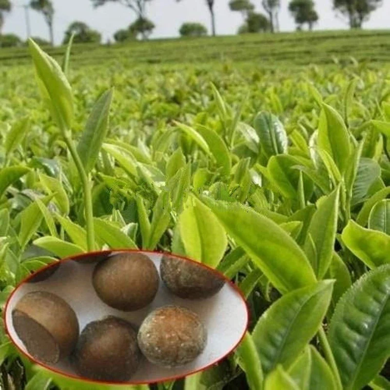Tea Plant Seeds