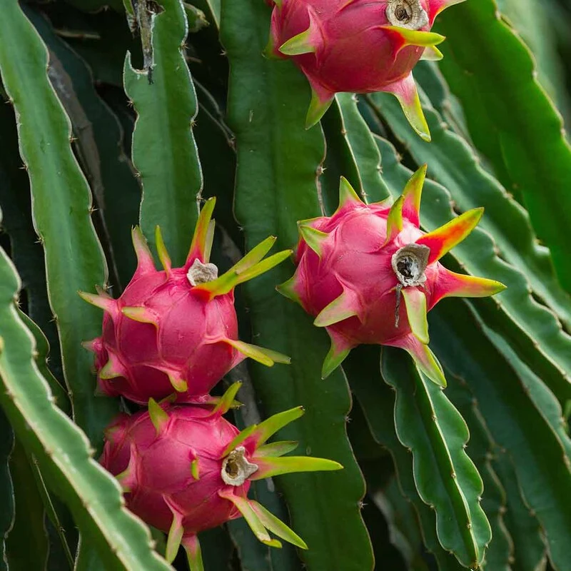 Purple Dragon Fruit Seeds