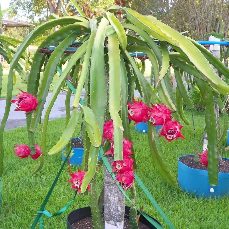 Purple Dragon Fruit Seeds