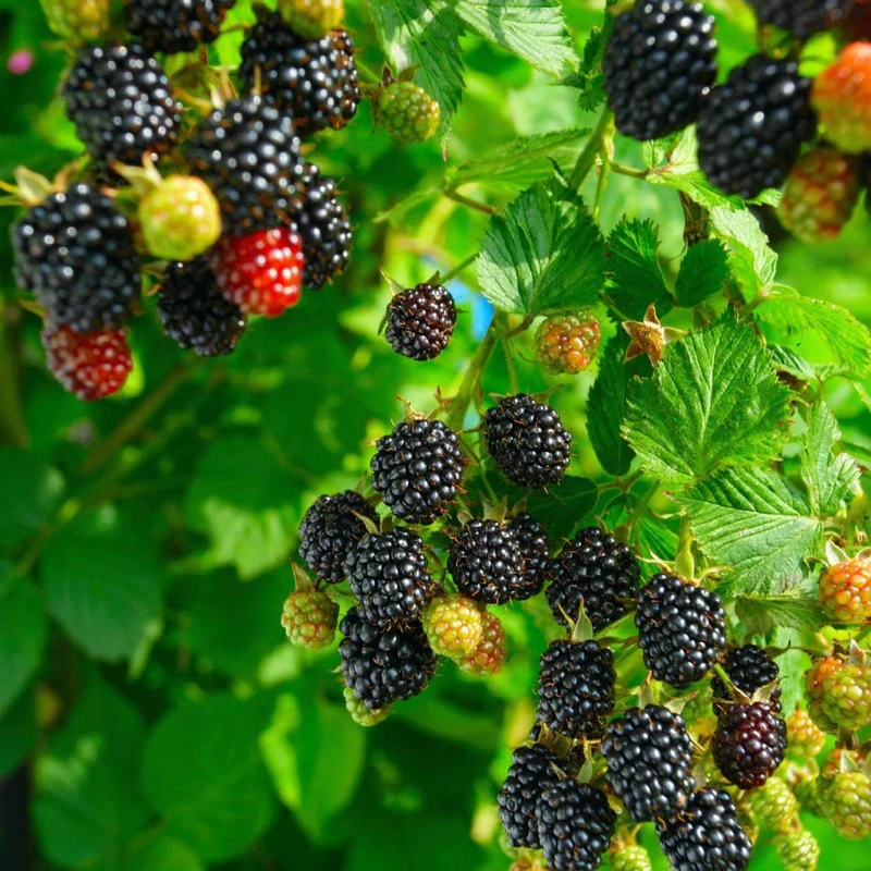 Blackberry Fruit Seeds