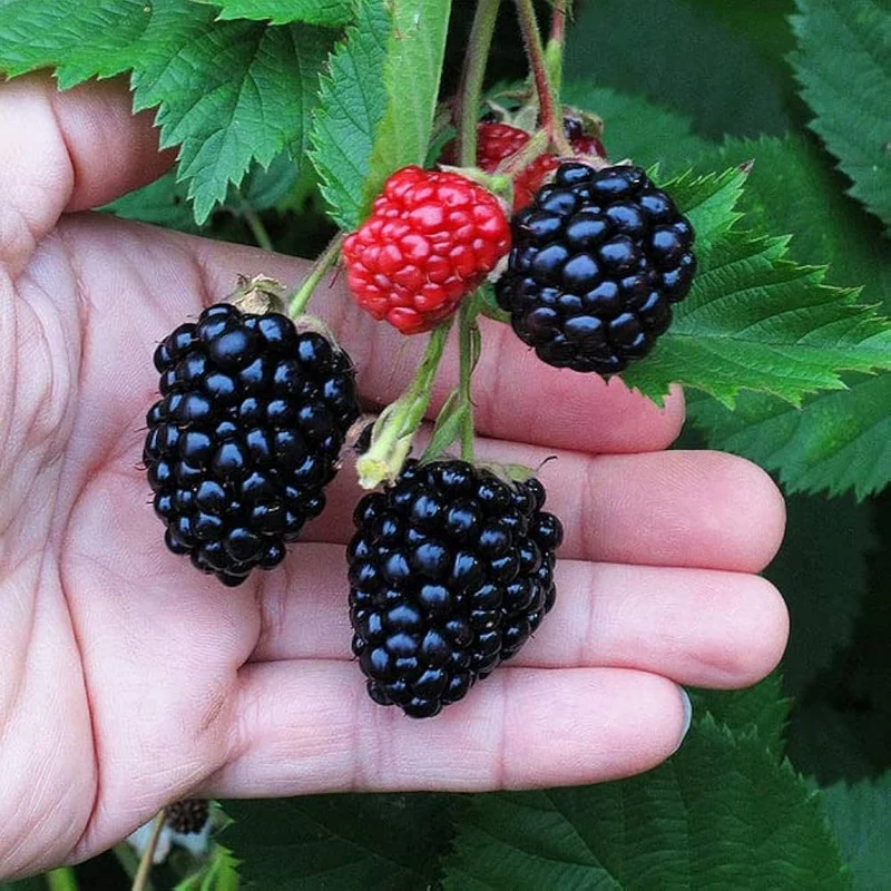Blackberry Fruit Seeds