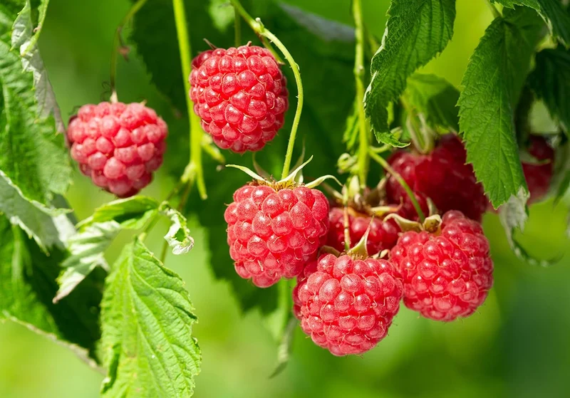 Red Raspberry Fruit Seeds