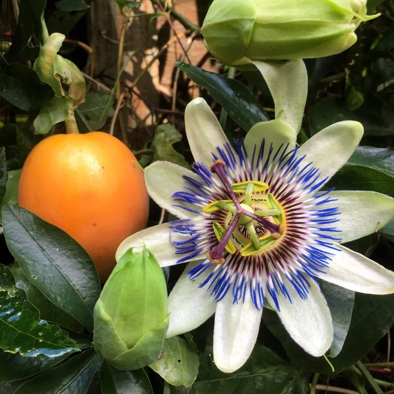 Purple Passion Flower Seeds