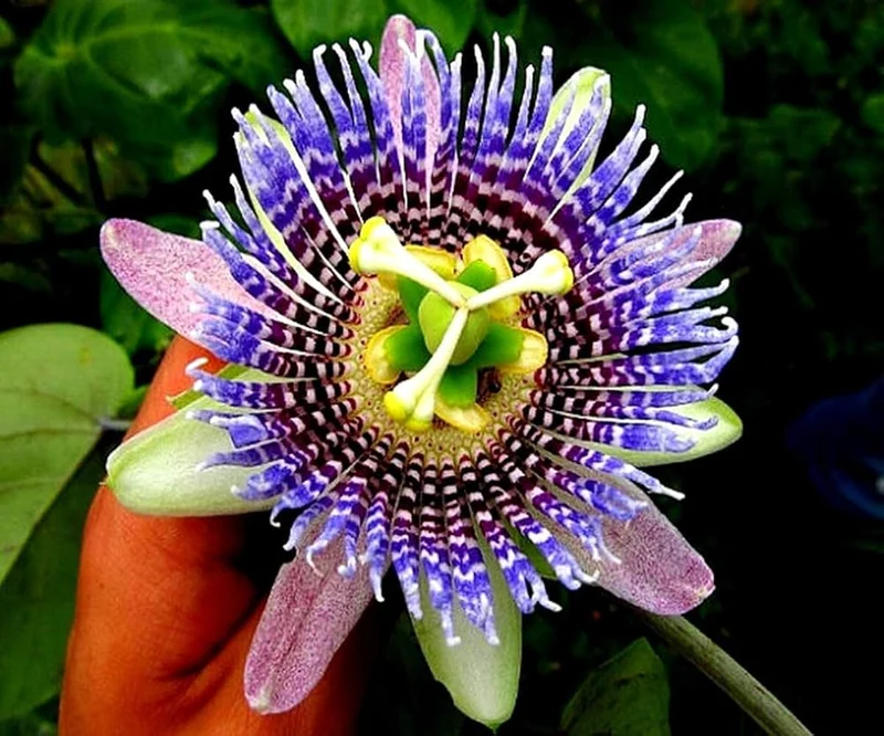 Purple Passion Flower Seeds