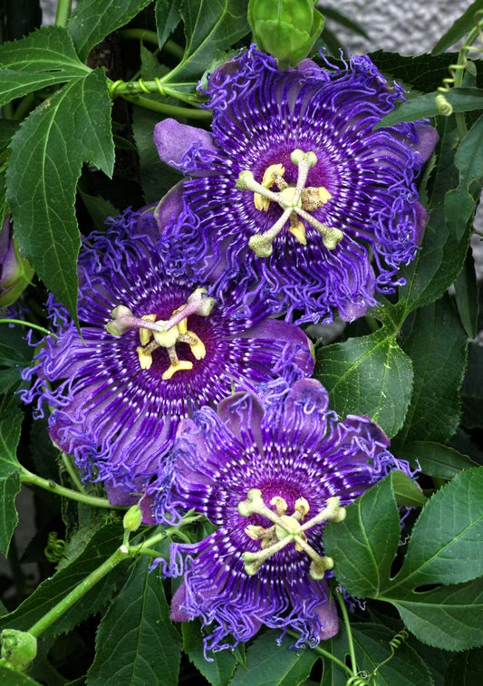 Purple Passion Flower Seeds