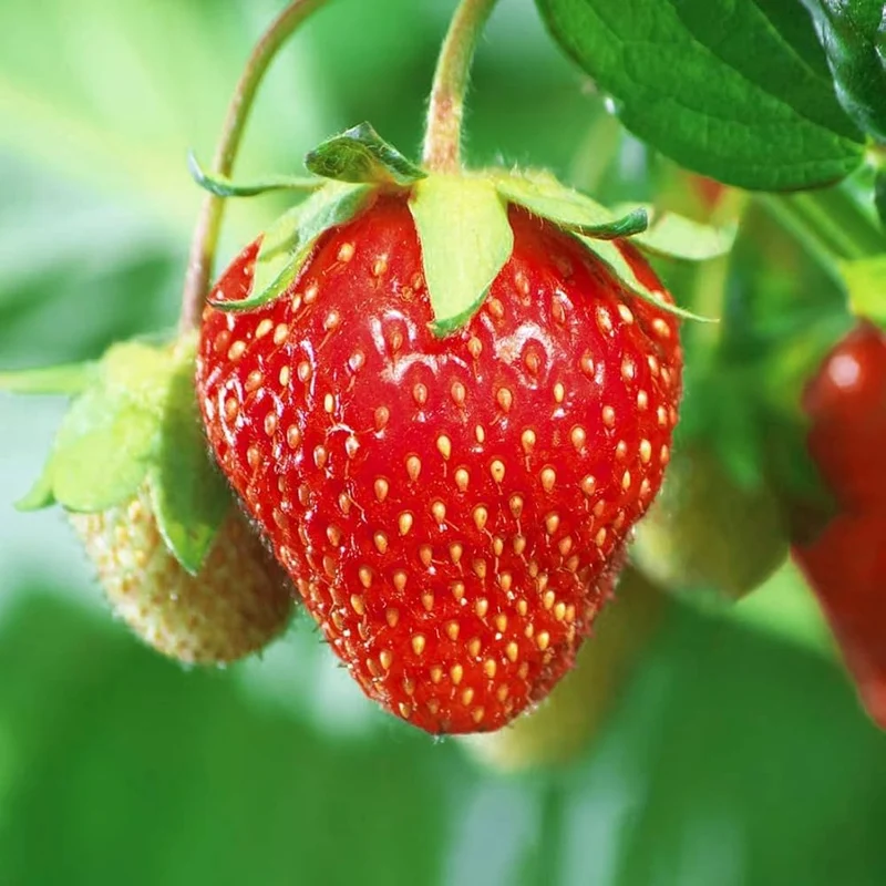 Giant Strawberry Fruit Seeds