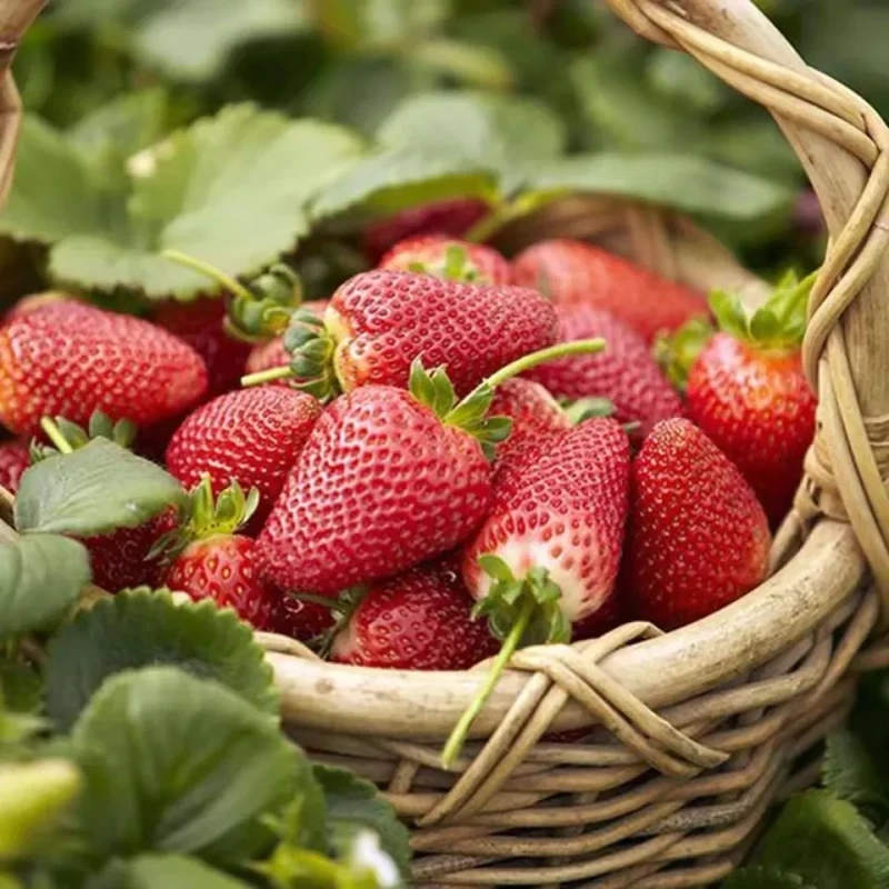 Giant Strawberry Fruit Seeds
