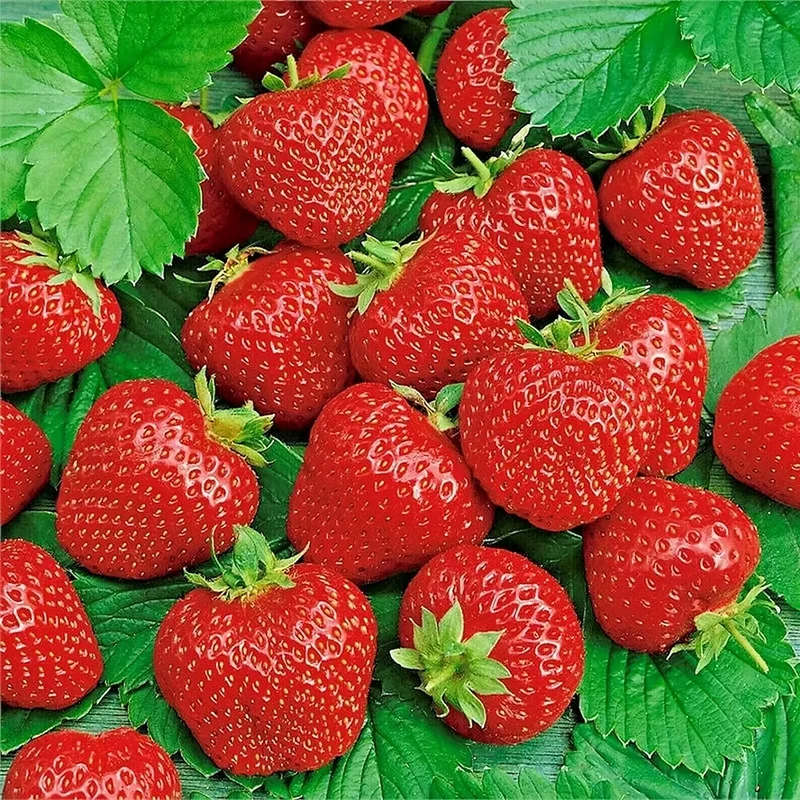 Giant Strawberry Fruit Seeds