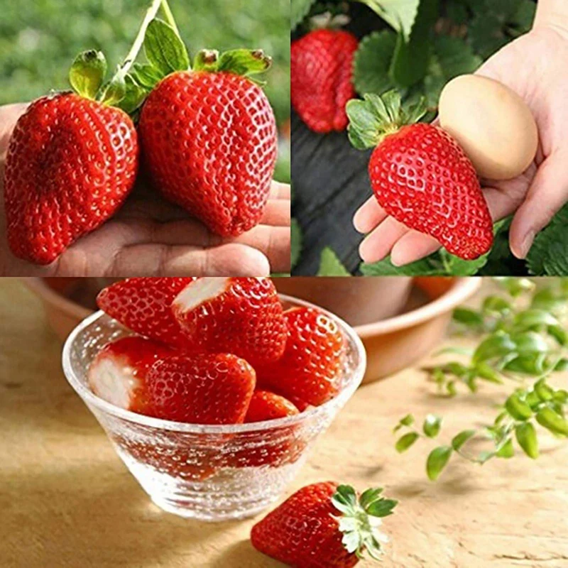 Giant Strawberry Fruit Seeds