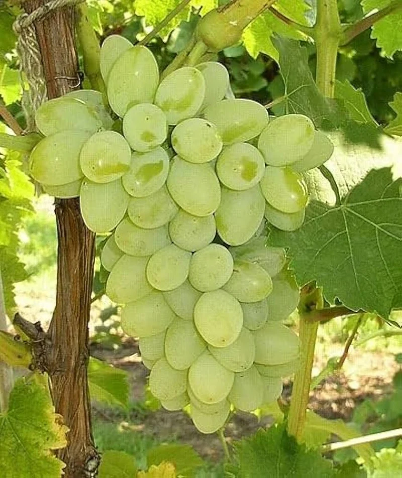 Green Dessert/Table Grape Fruit Seeds