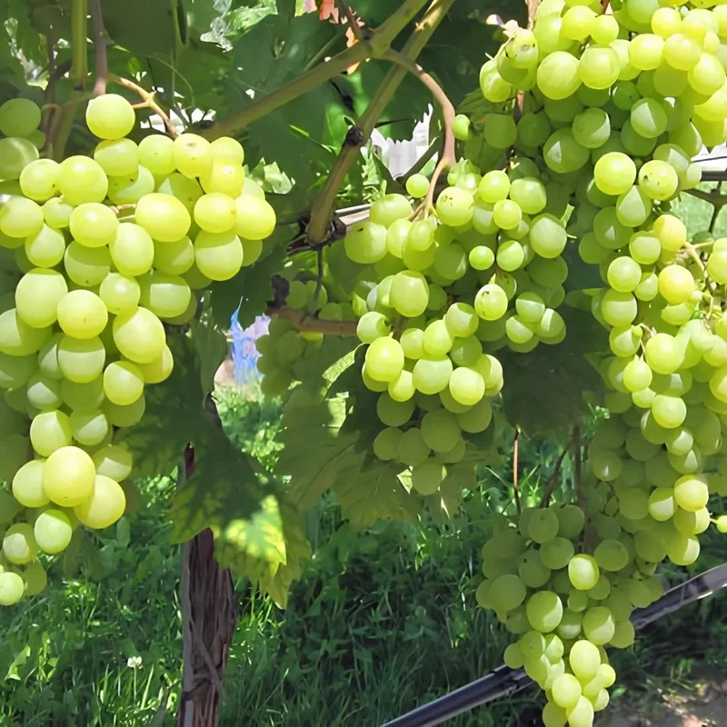 Green Dessert/Table Grape Fruit Seeds