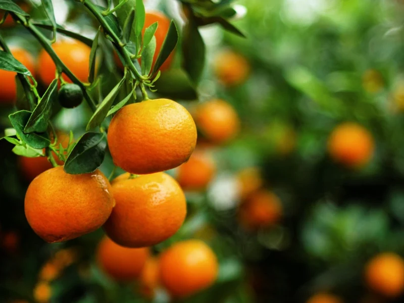 Tangerine Mandarin Orange Fruit Seeds