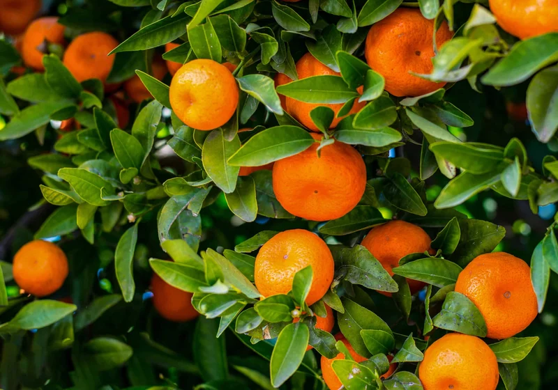 Tangerine Mandarin Orange Fruit Seeds