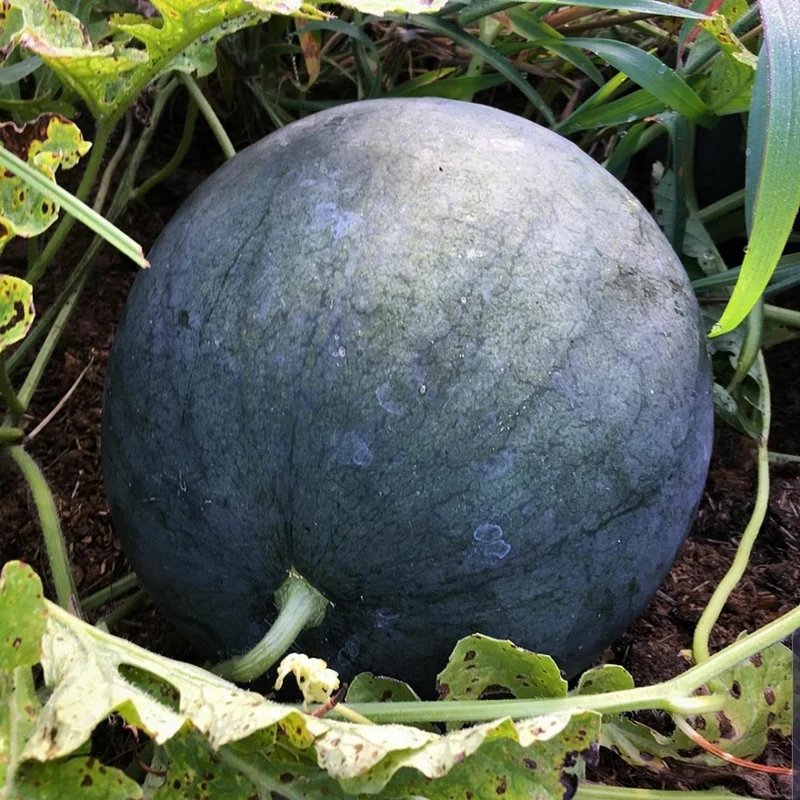 Sugar Baby Watermelon Fruit Seeds
