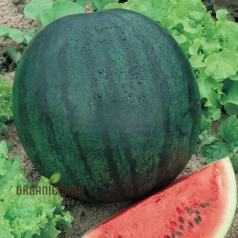 Sugar Baby Watermelon Fruit Seeds
