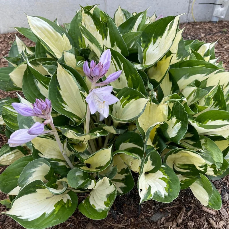 Fire and Ice Hosta Seeds And Vibrant Contrast for Stunning Garden Displays