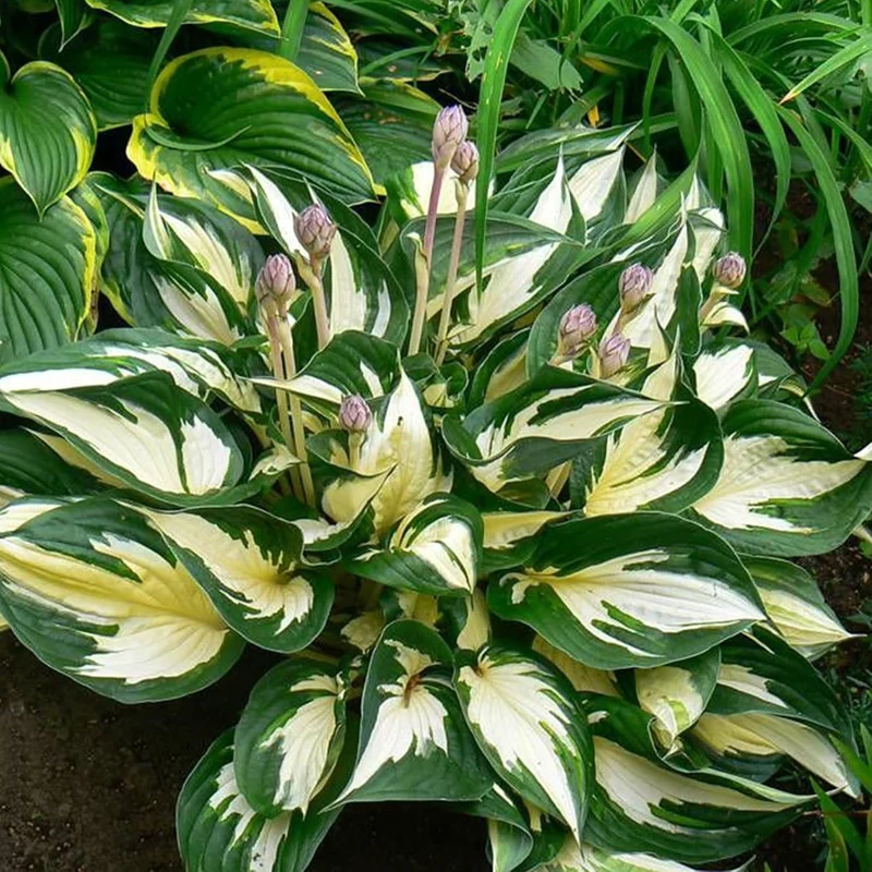 Fire and Ice Hosta Seeds And Vibrant Contrast for Stunning Garden Displays
