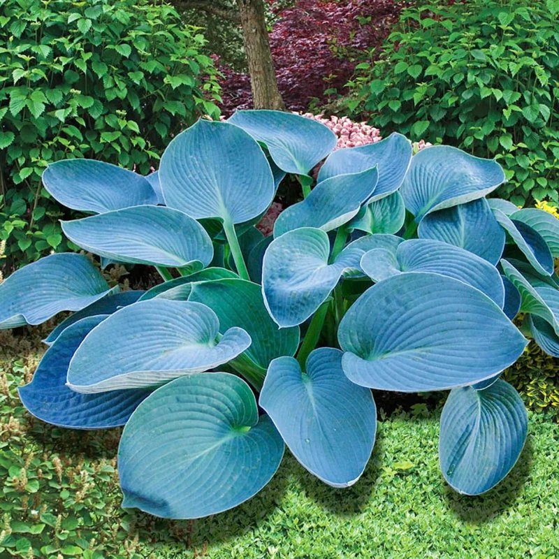 Rare Sky Blue Hosta Plant Seeds Fragrant August Lily, Drought-Tolerant Landscaping Gem
