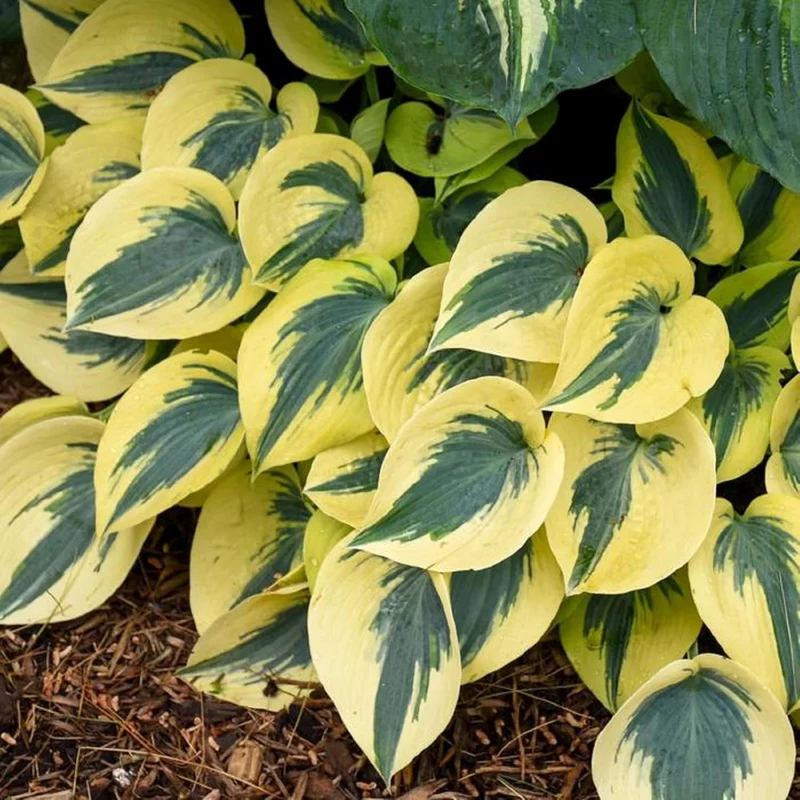 Autumn Frost Hosta Plant And Fragrant Plantain Lily Seeds, Drought-Tolerant And Low-Maintenance Landscaping Plant
