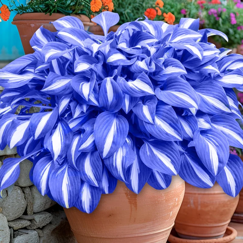 Blue Hosta Plants, Perennial Hosta Seeds for Outdoor Garden Shade, Easy to Grow And Plant