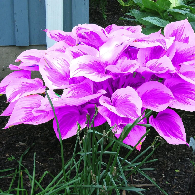 Purple Hosta Seeds, Perennial Hosta Plants for Outdoor Gardens, Low Maintenance And Easy to Grow