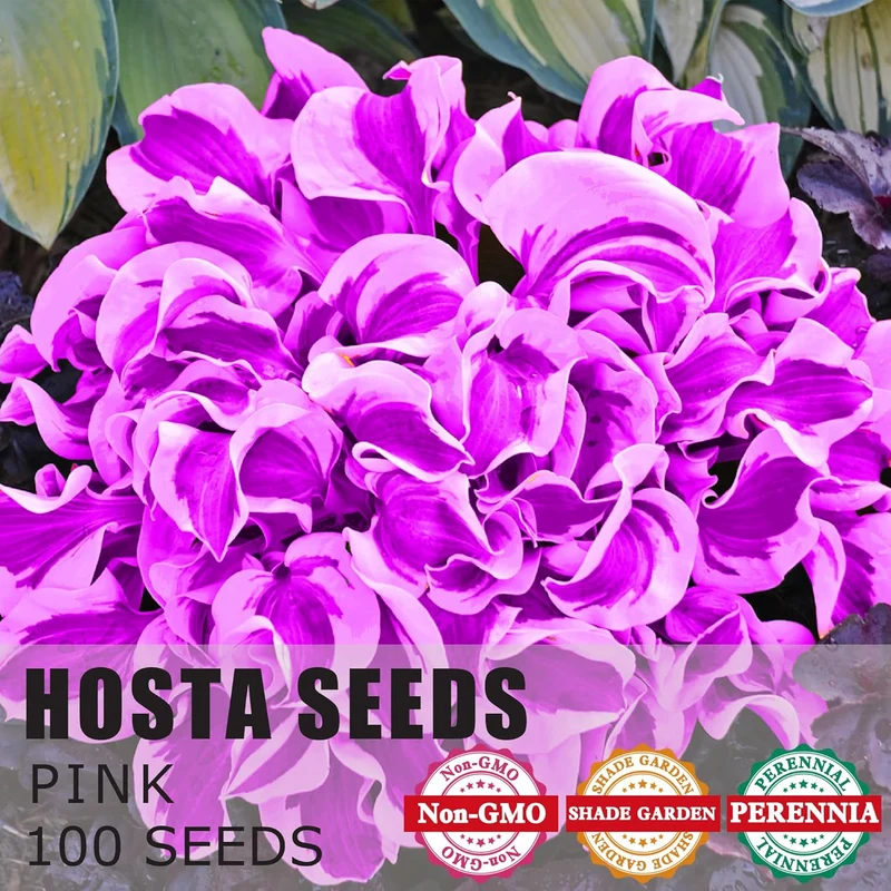Purple Hosta Seeds, Perennial Hosta Plants for Outdoor Gardens, Low Maintenance And Easy to Grow