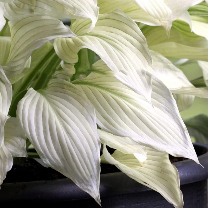 White Feather Hosta Seeds – Plantaginea Fragrant Shade Garden Variety
