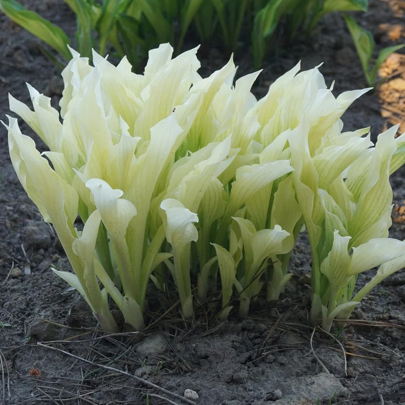 White Feather Hosta Seeds – Plantaginea Fragrant Shade Garden Variety