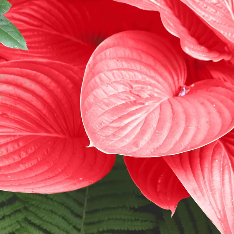 Red Hosta Seeds Ans Perennial Shade Loving Plants for Indoor And Outdoor Gardens, Pollinator Friendly And Low Maintenance