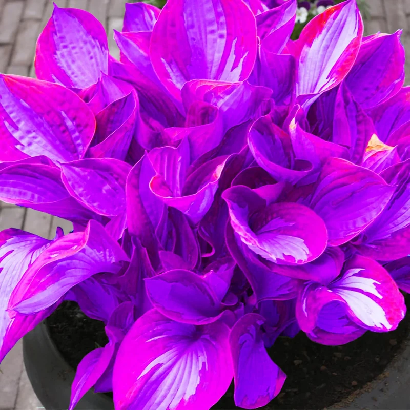 Rare Blue And Purple Hosta Seeds, Easy to Grow Perennial Shade Garden Beauties