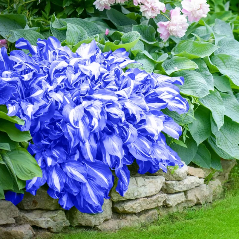 Perennial Blue Hosta Seeds, Premium Hosta Seeds for Outdoor Garden Planting