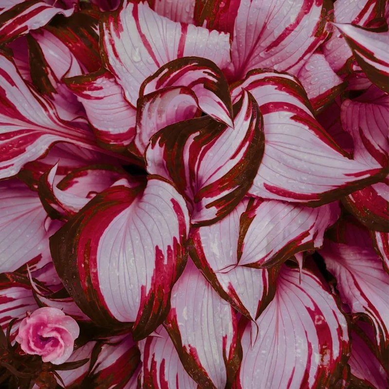 Red And White Hosta Seeds And Shade Loving Perennial with Wavy Red Edges And White Inner Leaves, Perfect for Elegant Garden Borders, Hardy in Zones