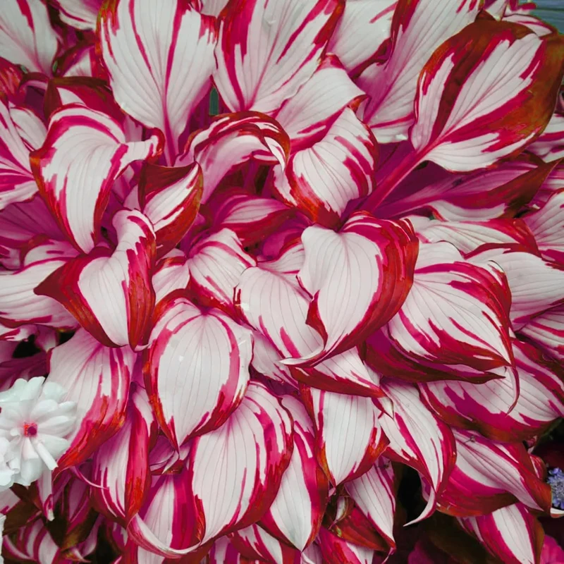 Red And White Hosta Seeds And Shade Loving Perennial with Wavy Red Edges And White Inner Leaves, Perfect for Elegant Garden Borders, Hardy in Zones
