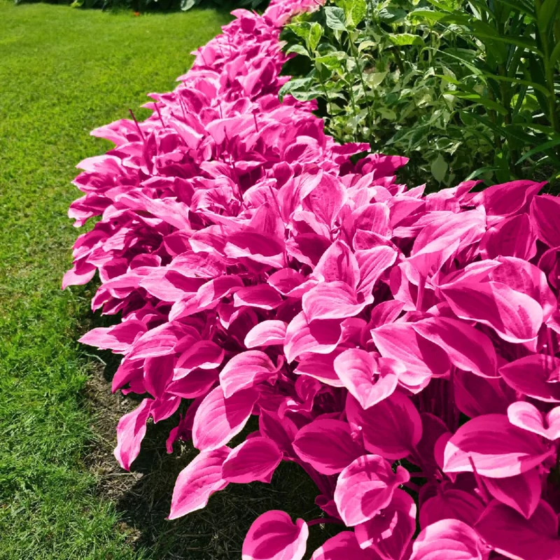 Pink Hosta Seeds Perennial Bonsai for Indoor And Outdoor Gardens, Pollinator Friendly