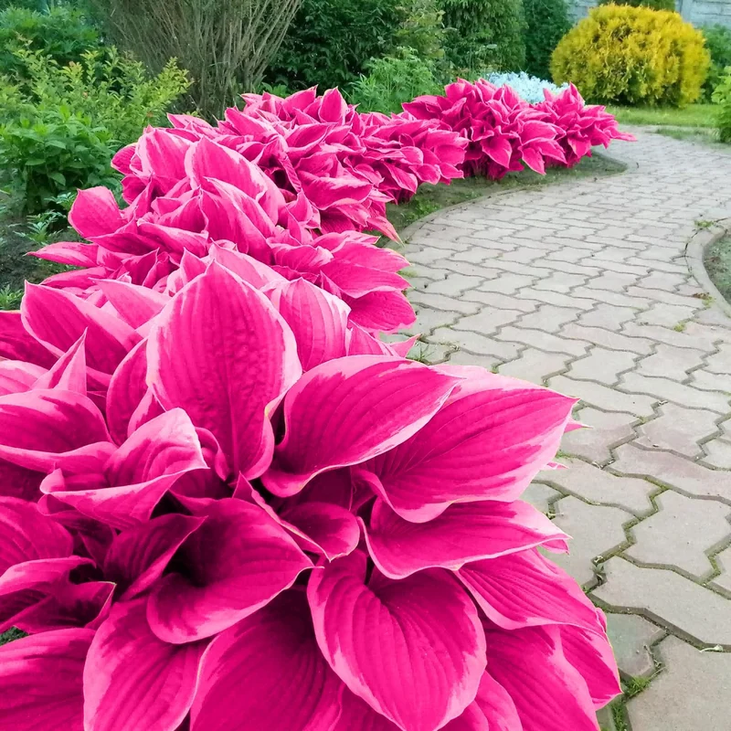 Pink Hosta Seeds Perennial Bonsai for Indoor And Outdoor Gardens, Pollinator Friendly
