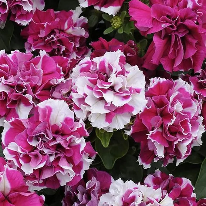 Double Petal Petunia Seeds – Light Violet Multi-Flowered Variety for Planting