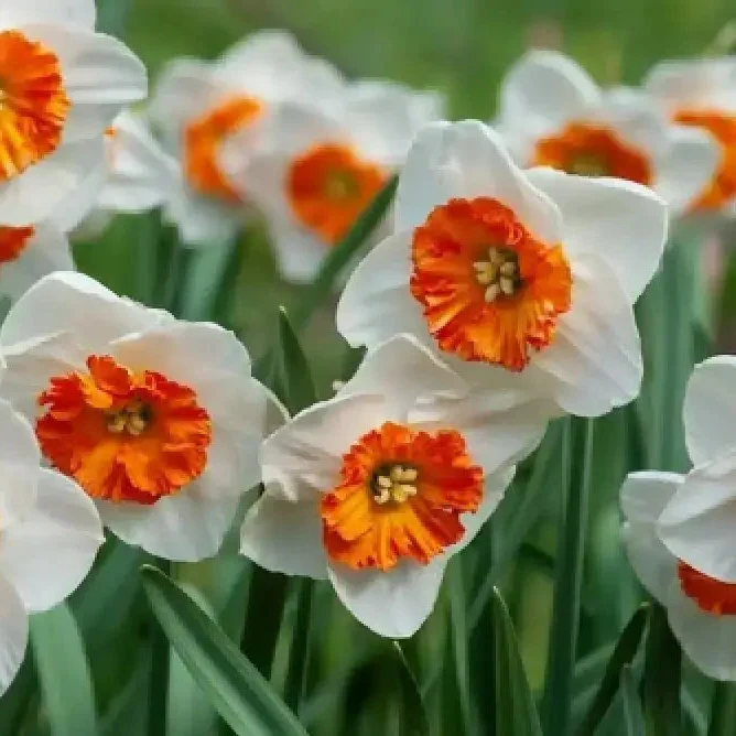 Daffodil Flower Seeds - White and Orange Blooms for Planting a Vibrant Garden