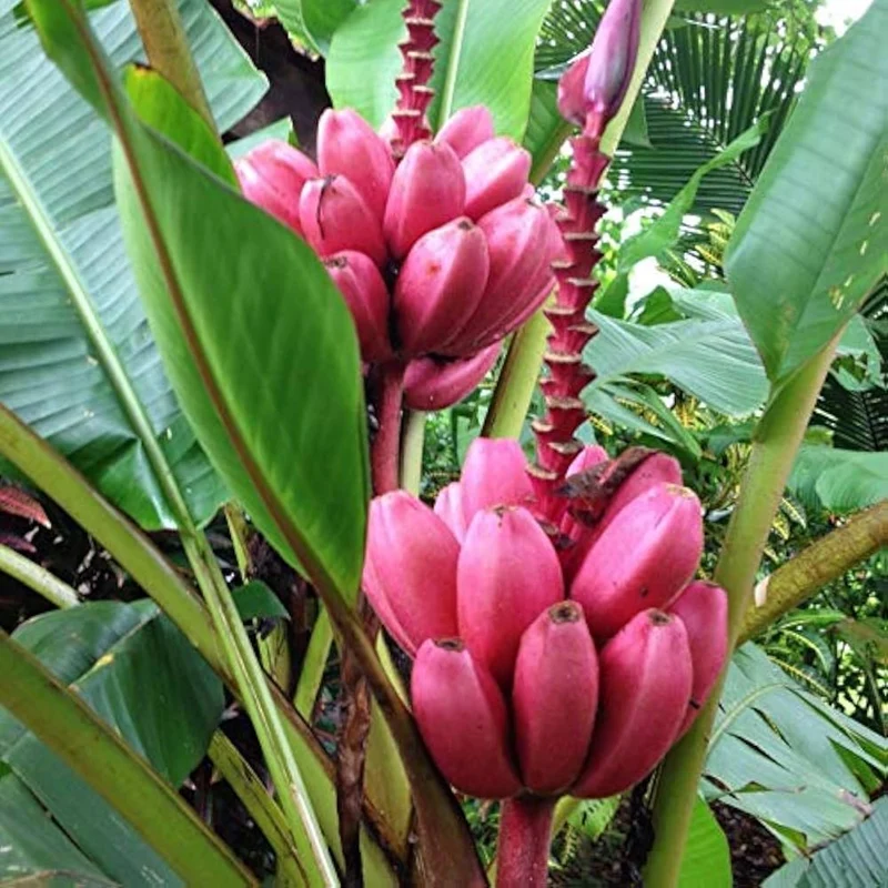 Red Banana Fruit Seeds for Planting - Grow Sweet, Unique Red Bananas at Home