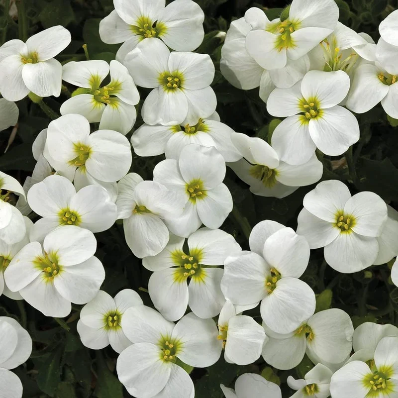 Aubrieta Rock Cascade Flower Seeds - White for Planting & Stunning Groundcover