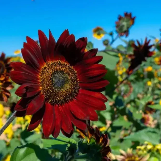 Dark Red Sunflower Seeds for Planting - Add Bold, Vibrant Blooms to Your Garden