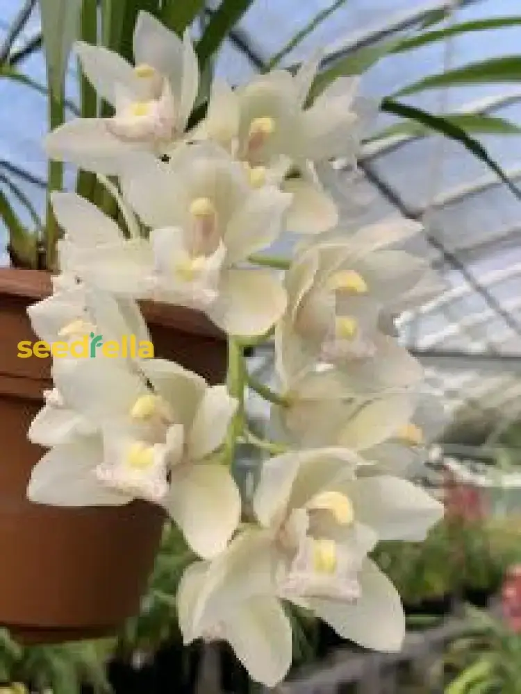 Cymbidium Maxillaria Goeringii Seeds – Elegant White Blooms for Garden Planting