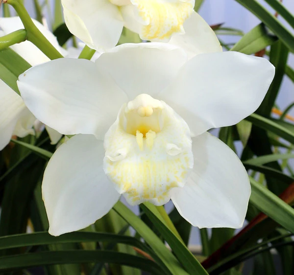 Cymbidium Maxillaria Goeringii Seeds – Elegant White Blooms for Garden Planting