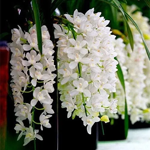 Cymbidium Maxillaria Goeringii Seeds – Elegant White Blooms for Garden Planting