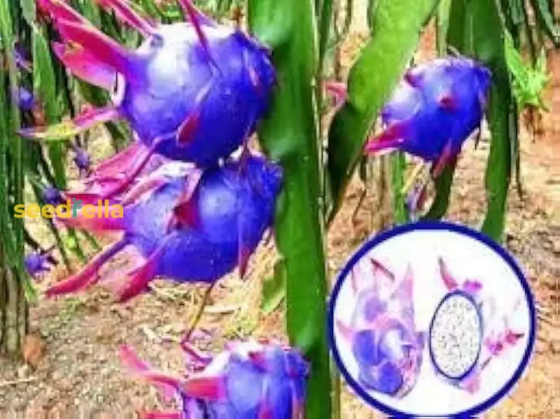Sky Blue Pitaya Fruit Seeds for Planting - Grow Exotic, Sweet Tropical Dragon Fruit at Home