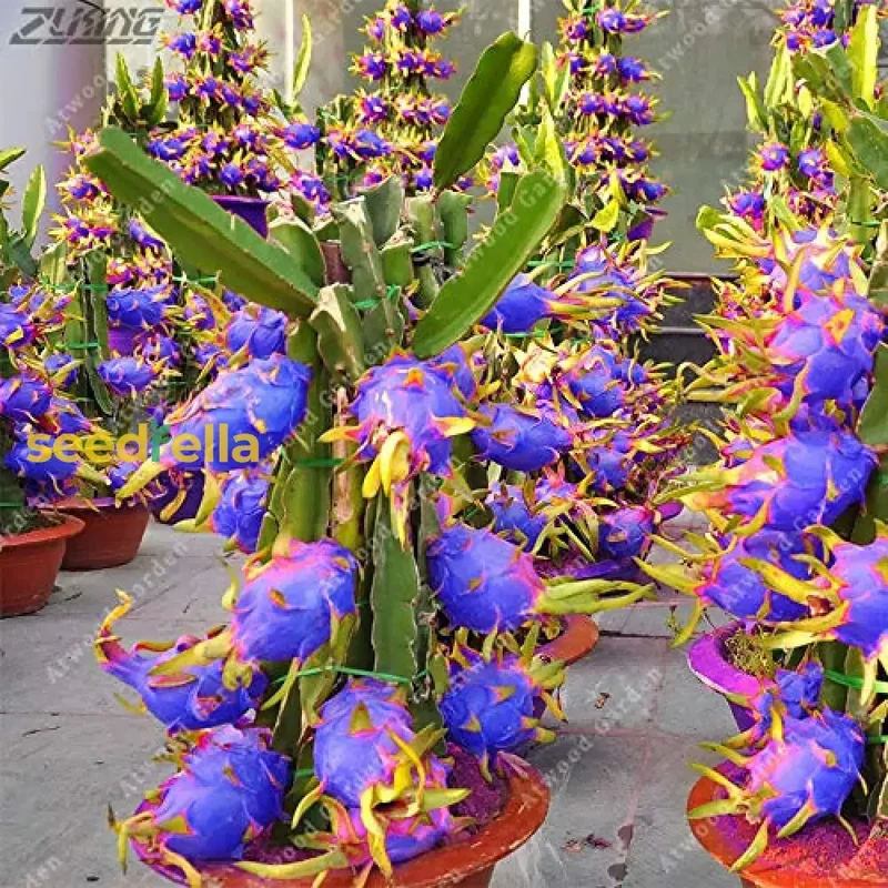 Sky Blue Pitaya Fruit Seeds for Planting - Grow Exotic, Sweet Tropical Dragon Fruit at Home