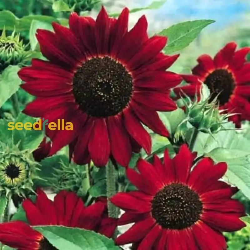Red Mini Sunflower Seeds – Compact Garden Variety for Vibrant Blooms