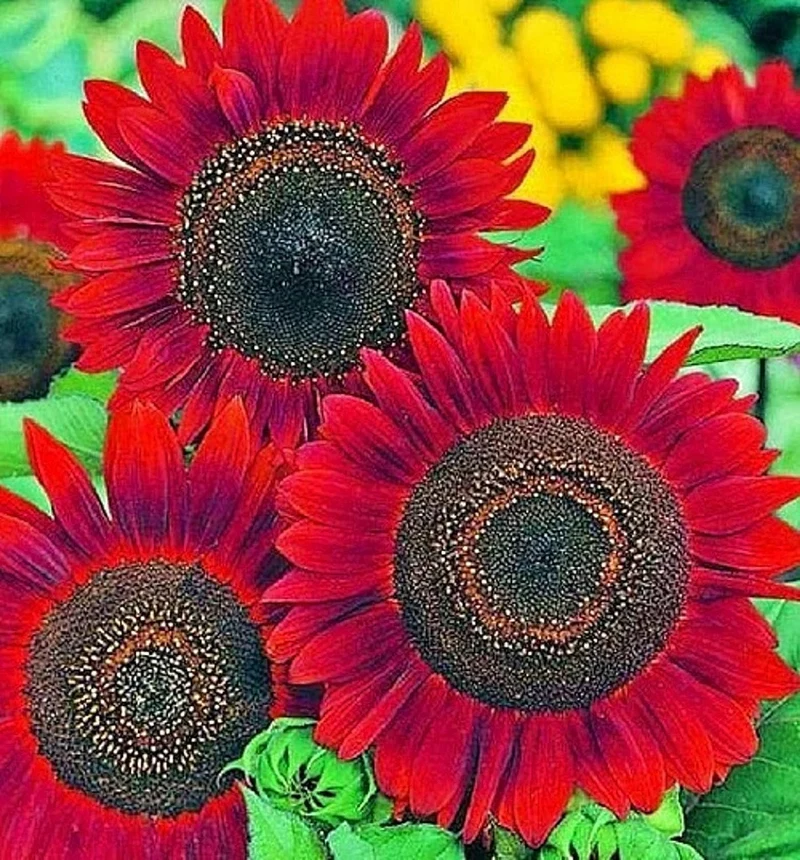 Red Mini Sunflower Seeds – Compact Garden Variety for Vibrant Blooms